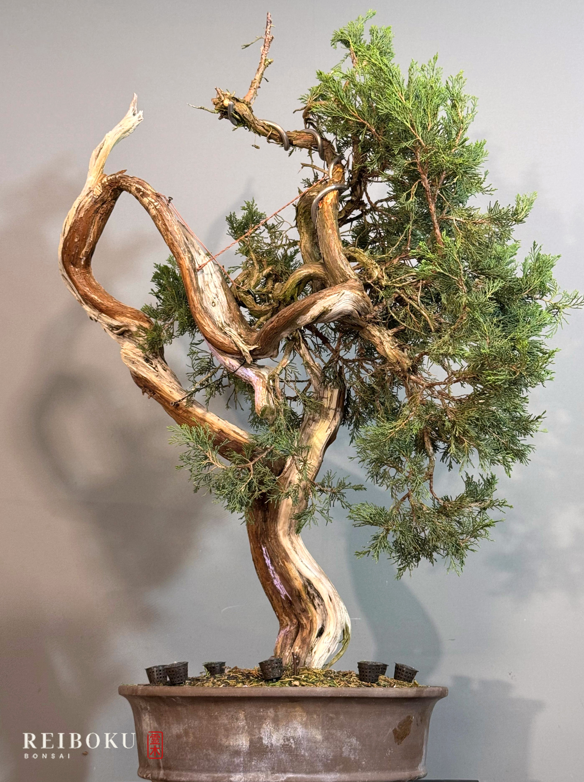 Juniperus sabina in vaso ovale: tronco contorto con ampie parti di legno secco e vegetazione sulla destra